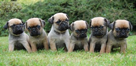 Fourteen Fun Facts About Pugs You Need To Know Vivamune Health