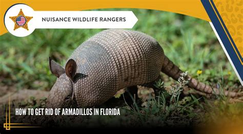 How To Get Rid Of Armadillos In Florida Nuisance Wildlife