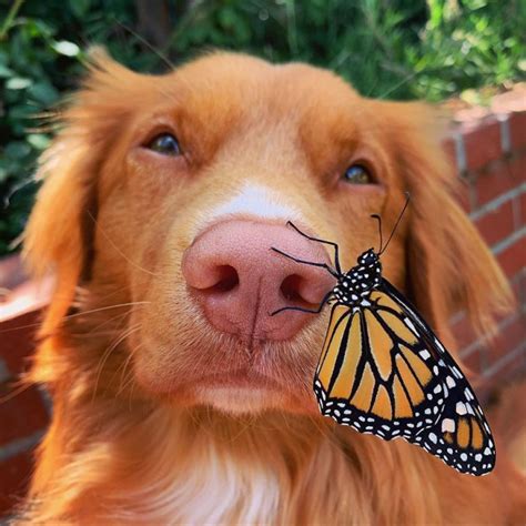 Photogenic Dog Makes Friends With All The Butterflies In His Garden