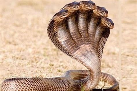 The Top 10 Deadliest And Most Venomous Snakes In The World