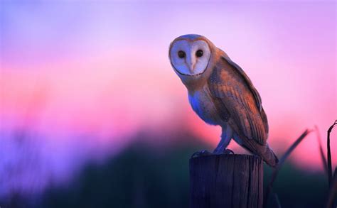 Who Said That 8 Owls You Might Hear At Night Owl Pictures Owl
