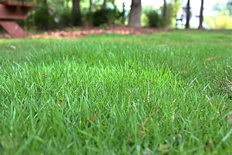 Zoysia Grass Types Planting Care And Maintenance Zoysia Grass Zoysia Grass Plugs Grass Plugs