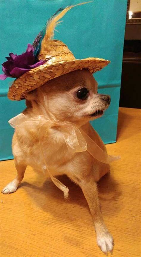 Pin On Chihuahuas
