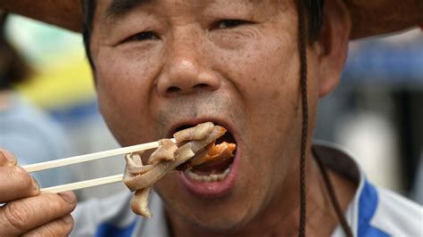 Piden No Comer Carne De Perro En Corea Del Sur Telemundo