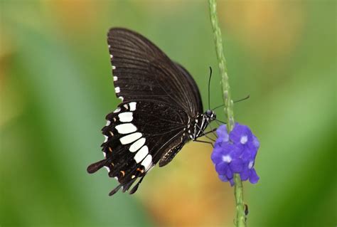 Dsc01523 Papilio Polytes Romulus Common Mormon Henry Koh Flickr