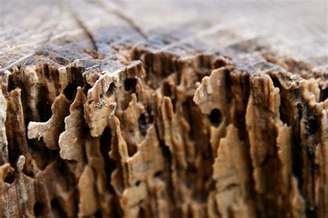 Tips To Help Tenants With Termite Protection Property Management Blog
