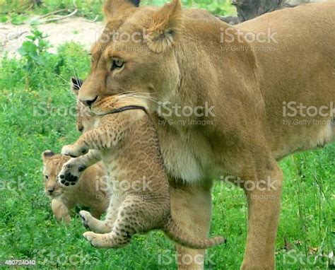 Lioness Carries Cub In Her Mouth Stock Photo Download Image Now Cub