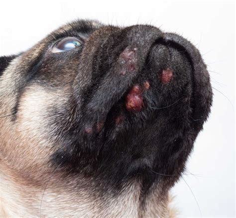 Pictures Of Dog Acne And Pimples A Vet Explains What To Do