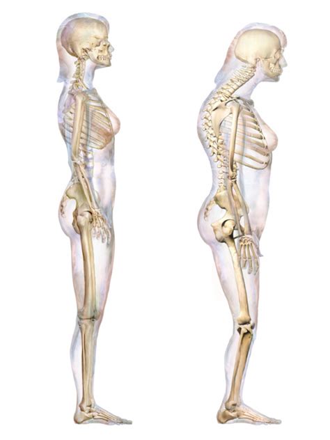 The Vertebral Column Bones Of The Spine Geeky Medics