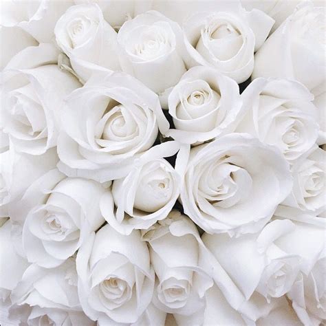 White Rose Flower Aesthetic References Mdqahtani