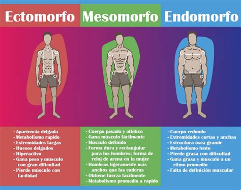 Tipos De Cuerpo Ectomorfo Mesomorfo Y Endomorfo Somatotipos The Best