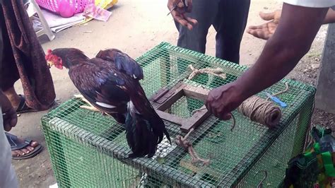 Live Chicken Cutting In The Streets Of Chennai Youtube