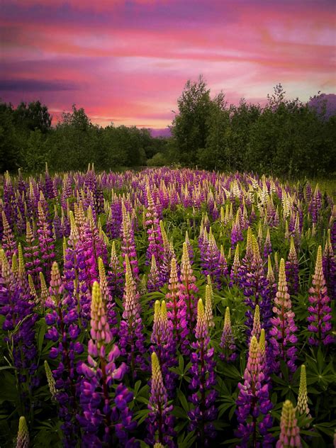 Download Purple Flower Field Picture Wallpaper