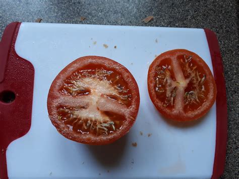 The Seeds In This Tomato Are Sprouting Inside The Tomato Itself R