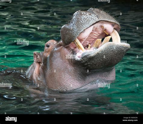 Hipopótamo Con La Boca Abierta Mostrando Los Dientes Hipopótamo