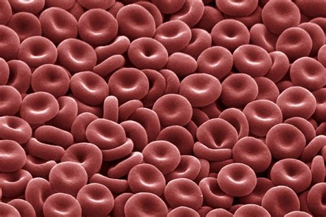A low red blood cell count, known as anemia, can cause fatigue, shortness of breath, dizziness and other symptoms. Red Blood Cells: Function and Structure