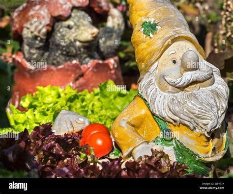 Garden Gnome Ornament Figurine Among Different Species Of Lettuce And