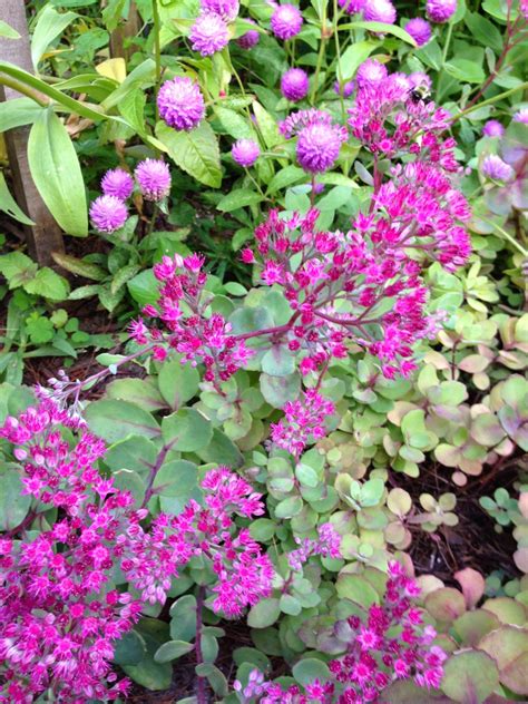 Check spelling or type a new query. DesignsandEvents: The Joy of Late Blooming Summer Perennials