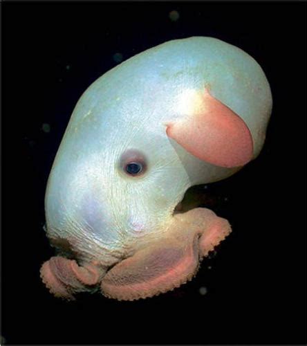 15 Weirdest Deep Sea Creature Amazing Beautiful World