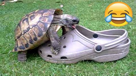 Funniest Turtles Cute And Funny Turtle Tortoise Videos Compilation