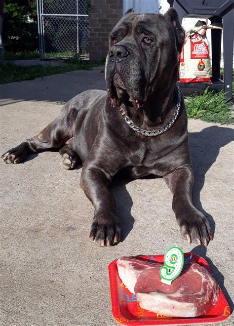 Cane Corso Breeders Links And Breed Information On Au
