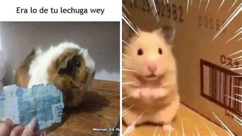 5 Memes De Hámsters Graciosos En Español Petlife