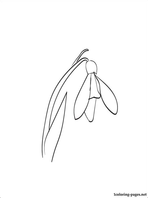 snowdrop coloring page   coloring pages