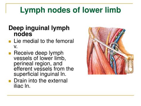 Ppt The Lymphatic System Powerpoint Presentation Free Download Id