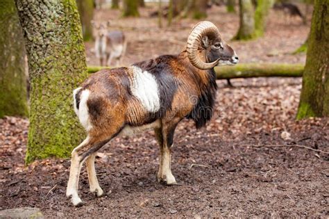 Mouflon Male Ovis Musimon With Big Curvy Horns In The German Forest