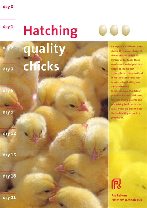 Hatching Quality Chicks By Royal Pas Reform Issuu