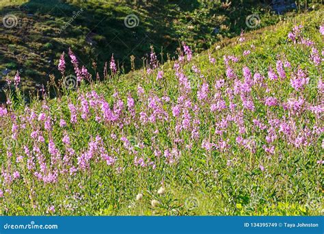 Pink Wildflowers Over Alpine Meadow Near Rainier In Washington Stock