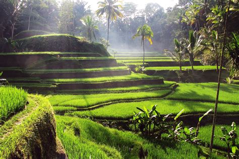 8 Best Bali Rice Terraces Most Popular Places To See Rice Paddies In Bali