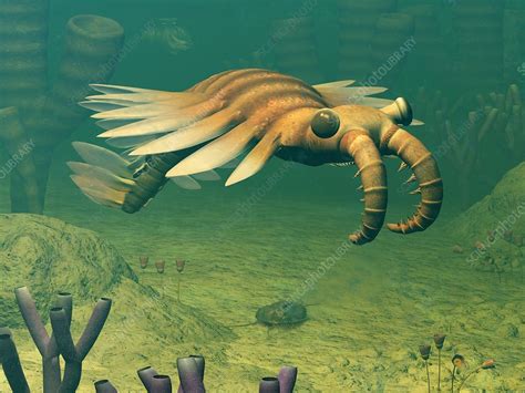 Anomalocaris Prehistoric Marine Animal Stock Image