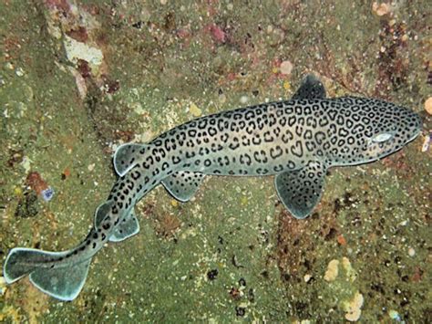Leopard Catshark Bio Profile Shark And Ray Central