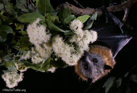 Grey Headed Flying Foxes Find Friends In Bendigo Park Australia