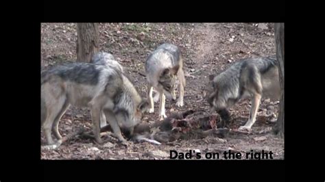 6 Month Old Mexican Gray Wolves Youtube