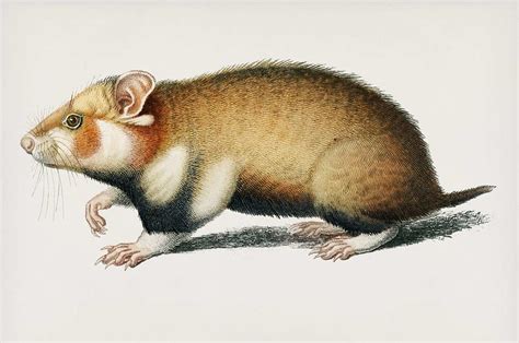 Hamster Cricetus Illustrated By Charles Dessalines D Orbigny 1806 1876