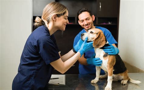 Loans For Veterinary Bills When You Have Bad Credit Finance One