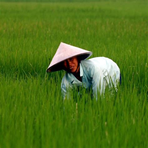 Vietnamese Rice Farmer A Photo On Flickriver