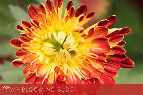 Chrysanthemum Festival Mums The Word Floating Petals