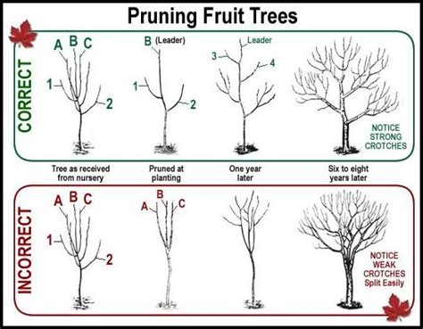 How To Trim Fruit Trees In The Fall