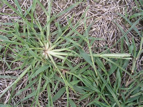 Weed Of The Month For July 2013 Is Goosegrass Turfgrass Science At