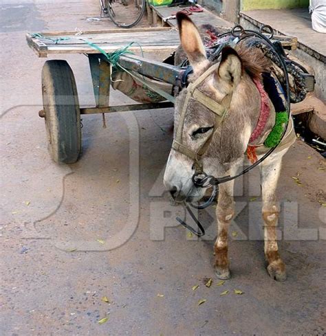 Grey Donkey Pulling Cart In Street Anipixels
