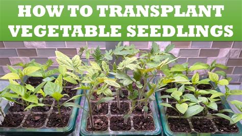 How And When To Transplant Vegetable Seedlings Youtube