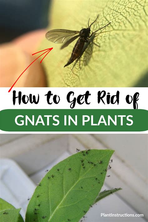 How To Get Rid Of Gnats In Plants Plantas Jardineria Y Plantas Plantar Verduras