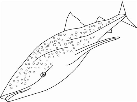 The whale shark is the largest shark and the largest fish. Coloring whale shark picture