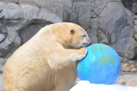 Sea World Polar Bear Makes Move From Gold Coast To Canada To Be Part Of