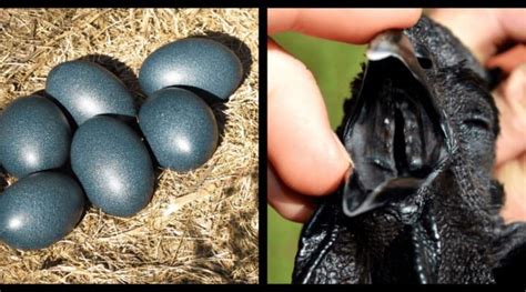 When These Eggs Hatched They Stunningly Revealed A Completely Black