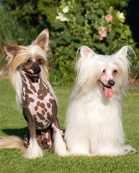 Toy Dogs Breeds List With Pictures Wow Blog