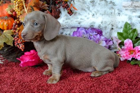 Isabellatan Dachshund Mini Puppy For Sale Near Spokane Coeur D